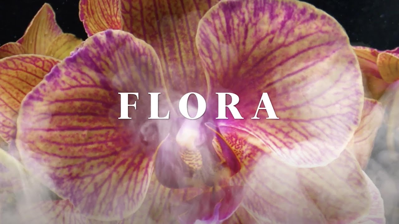 FLORA 2024 vídeo extendido