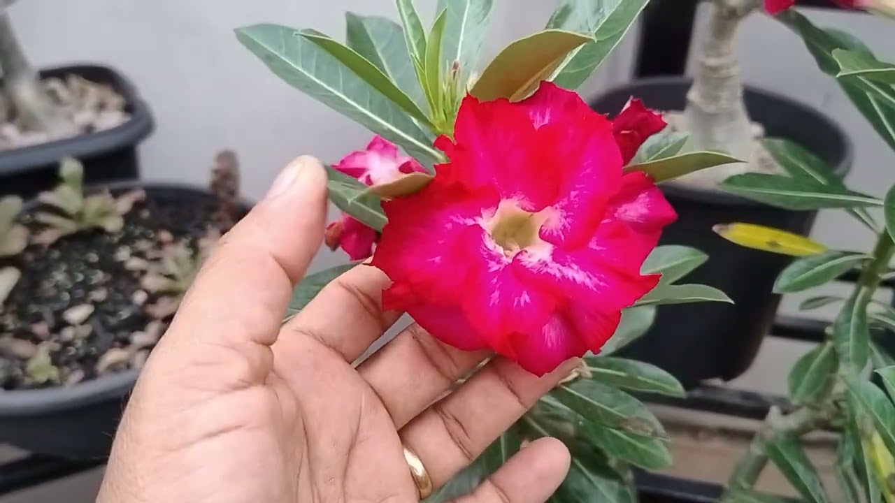 Mais um pouquinho das minhas rosas , flores lindas. #rosadodesrto#