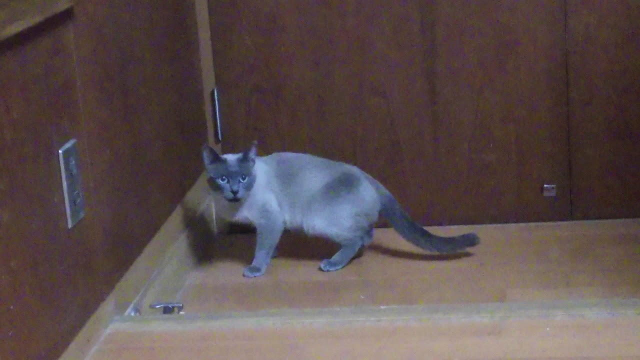Tonkinese cat of minkwin.