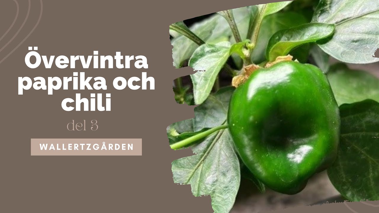 Övervintra chili och paprika- del 3