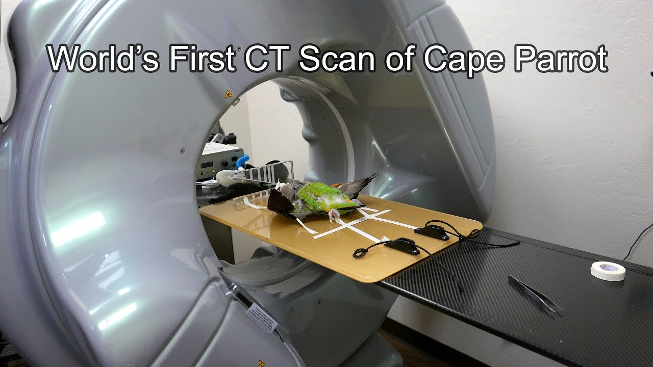 CT Scan of Cape Parrot Truman