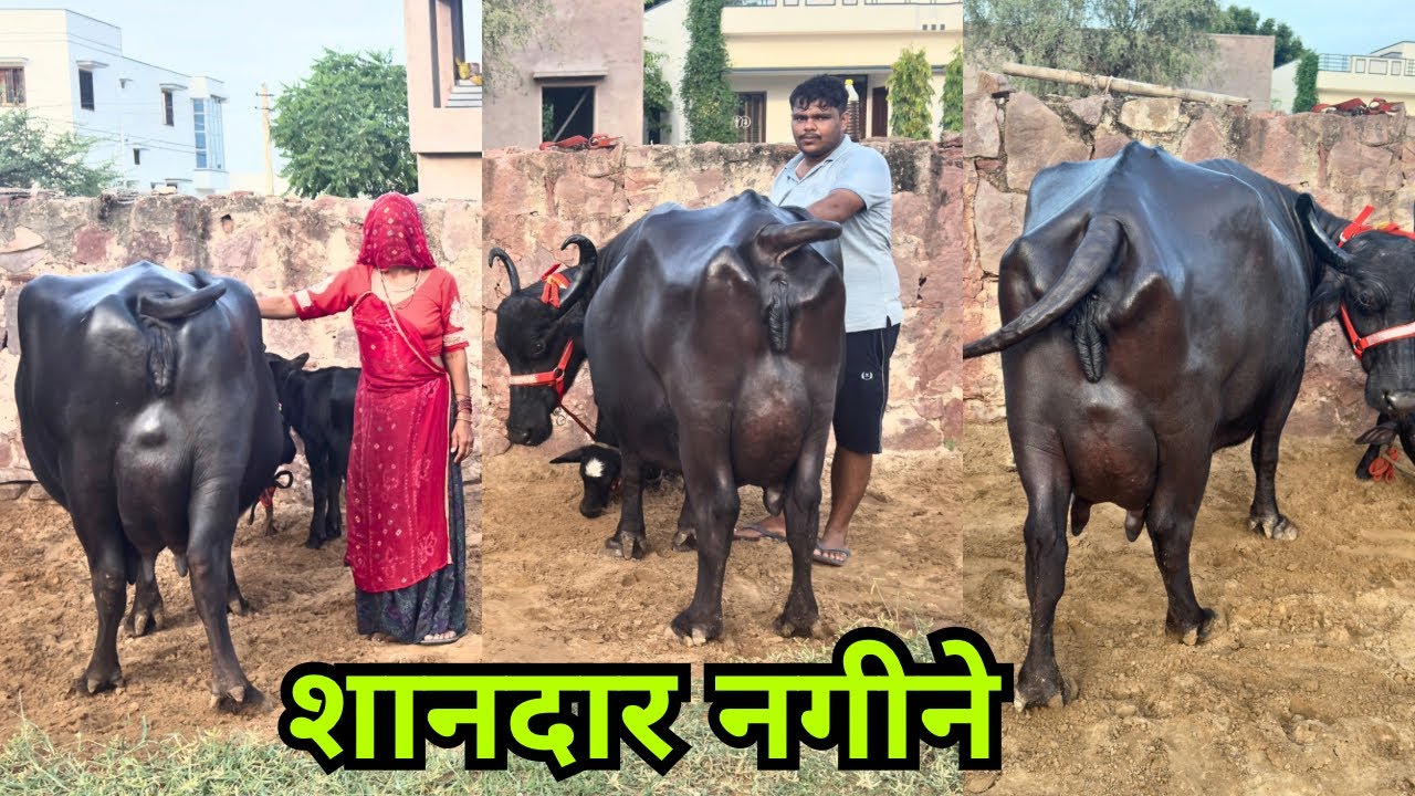 👍 इतने अच्छे वातावरण में इतनी अच्छी भैंसें - Very Beautiful Dairy Farm Top Class Milking Buffaloes 