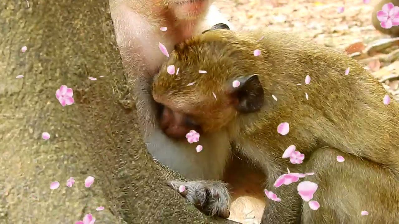 Congrats! Peck Monkey Getting Yummy Milk So Safety!, Piper Monkey