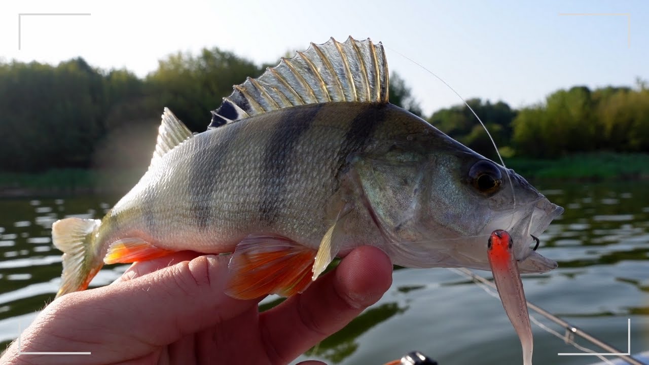 OKONIE na nowy sprzęt z pontonu! Abu Garcia VERITAS