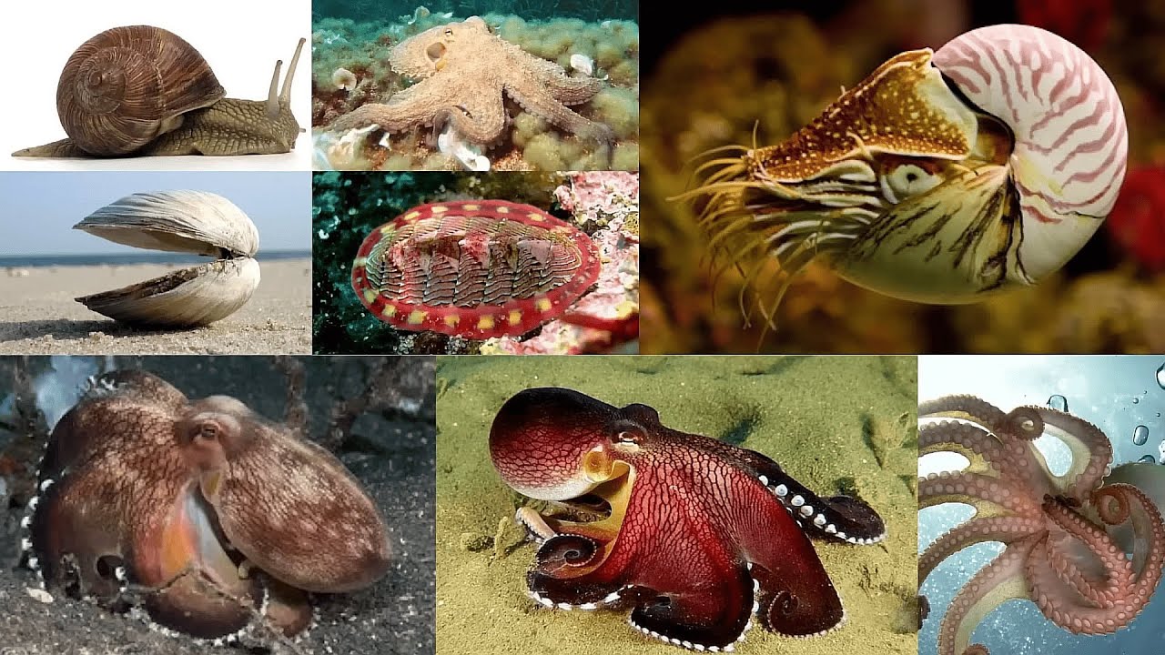 Filo Mollusca –  Parte 1: Introdução Geral.