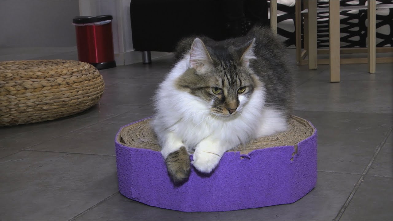 La gatoteca