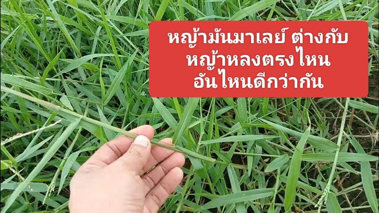 พาชมแปลงหญ้ามันมาเลย์กับหญ้าหลงดูความแตกต่าง