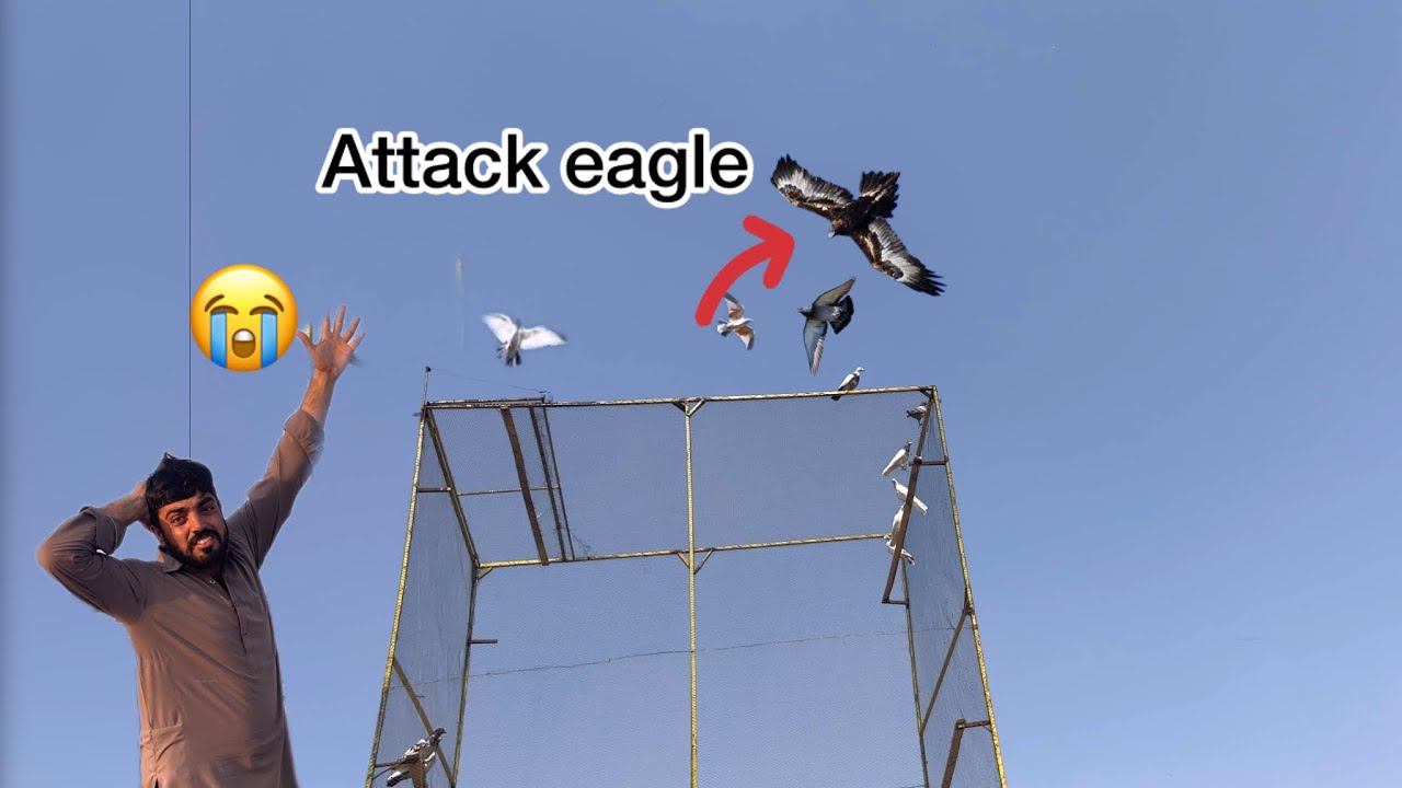 Eagle attack on my pigeon😭#pigeon #attack #eagles