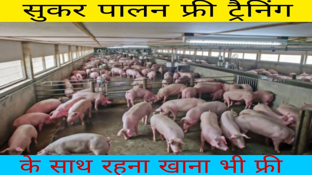 सुकर पालन के लिए फ्री में करे ट्रैनिंग रहना खाना भी फ्री?