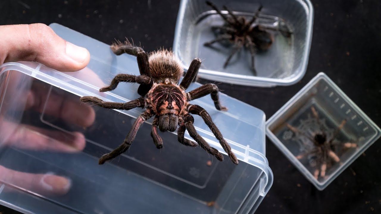 Przełożyć trzeba  😈  Xenesthis, Theraphosa, Phormictopus