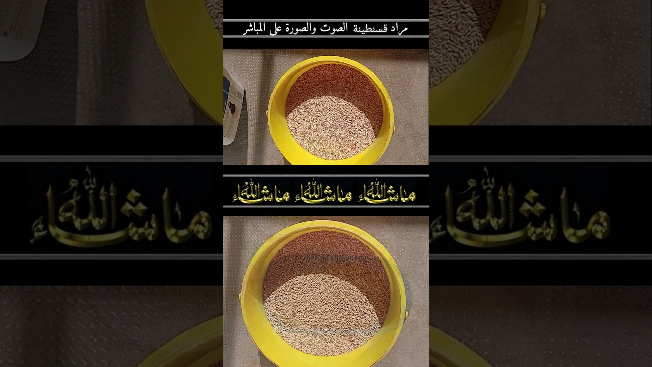 بناءا على طلب الكثير من المتابعين نقدم من جديد موضوع حول عملية التجهيز لضمان موسم انتاج ناجح. 2026