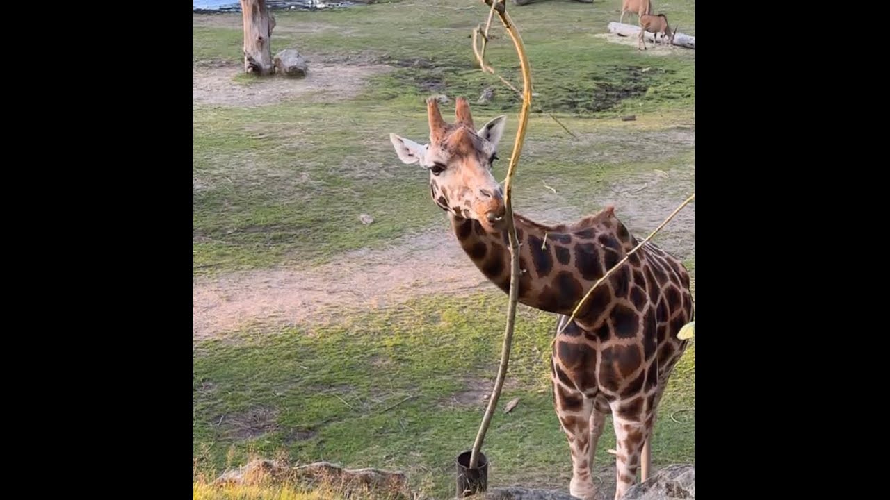 Bor&aring;s Dyrepark 2025 &ndash; Overnatting i Wild Camp + VIP-omvisning ETTER stengetid!