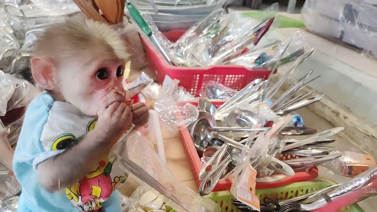 Baby Monkey Bob follows Mom to go shopping