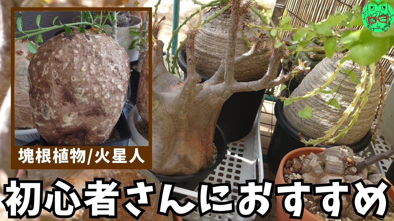 【観葉植物・塊根植物好きは見てね】育てやすい塊根植物火星人/フォッケア・エデュリス(Fockea edulis)育て方、 現地球の冬の発根管理、冬の育て方、現地球購入時の注意点、水やり