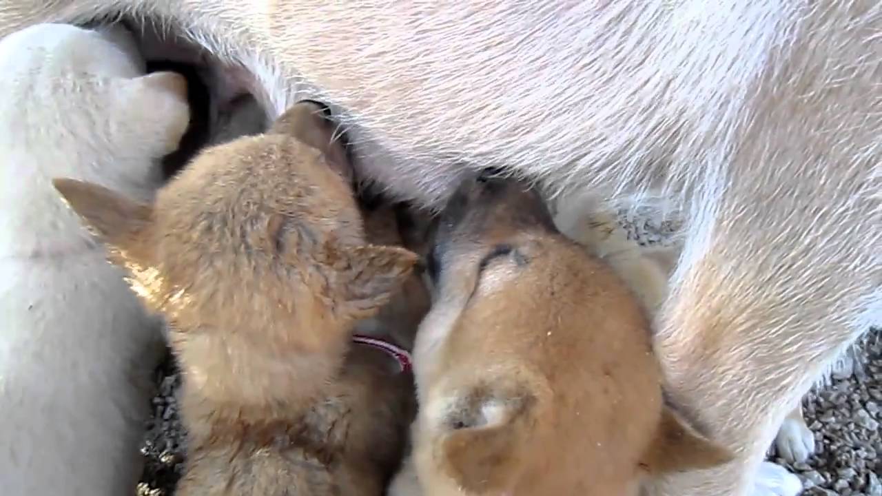 ８匹の子犬がオッパイを飲む
