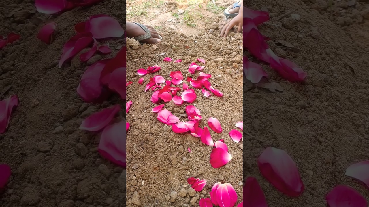 kabutar ka intikal hogaya #pigeon #sad #comedy #cartoon #youtubeshorts