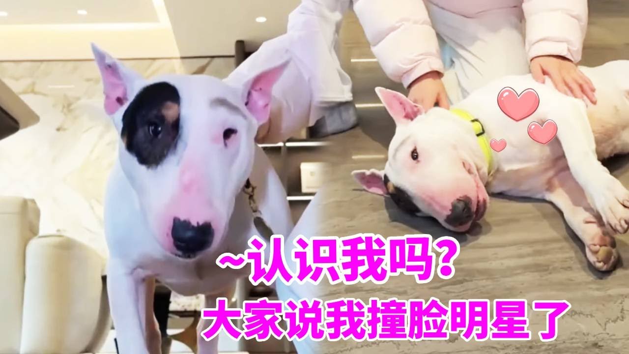 今天上门遛一只明星狗狗！长得如此的眼熟，忍不住想问：这瓜保熟吗？【疯铲姐妹】