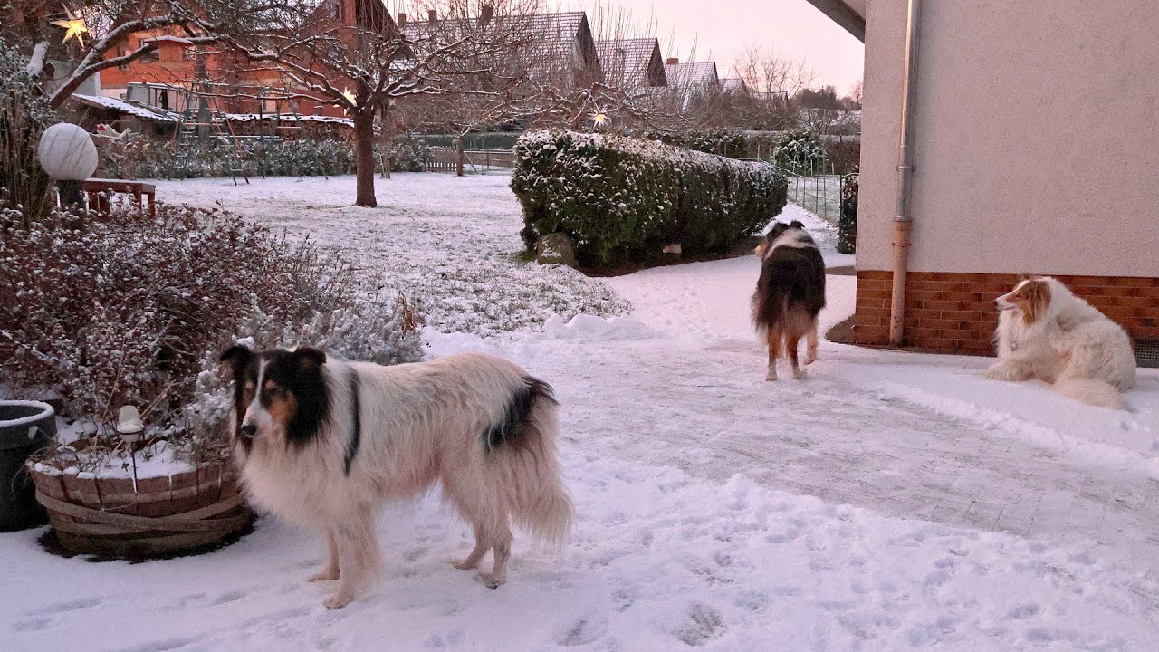 Collie-Treffen bei Freunden in Hessen
