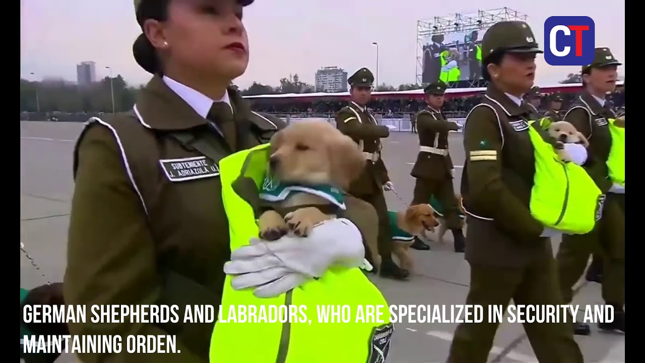 Dogs steal the show at military parade in Chile