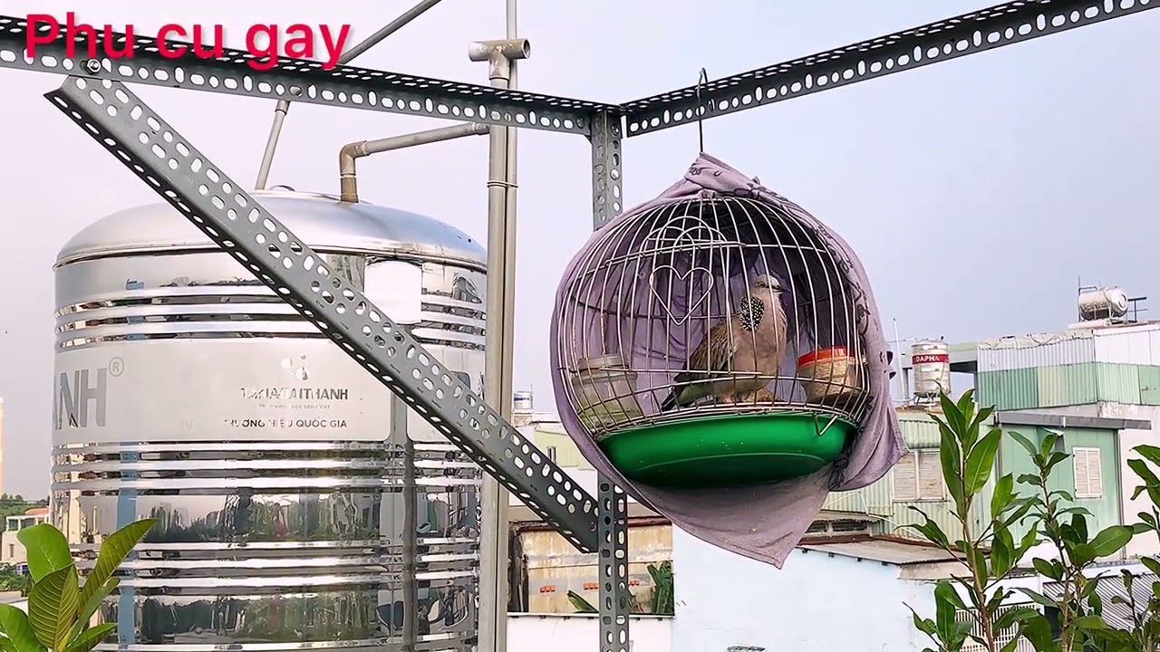 Buổi sáng cùng các chú chim cu gáy
