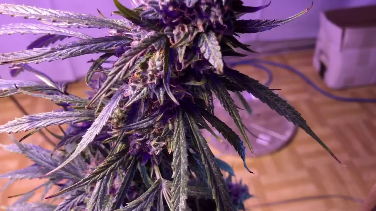 Rockstar Kush, Short rider - Nirvana & Granddaddy purple 1335w Grow