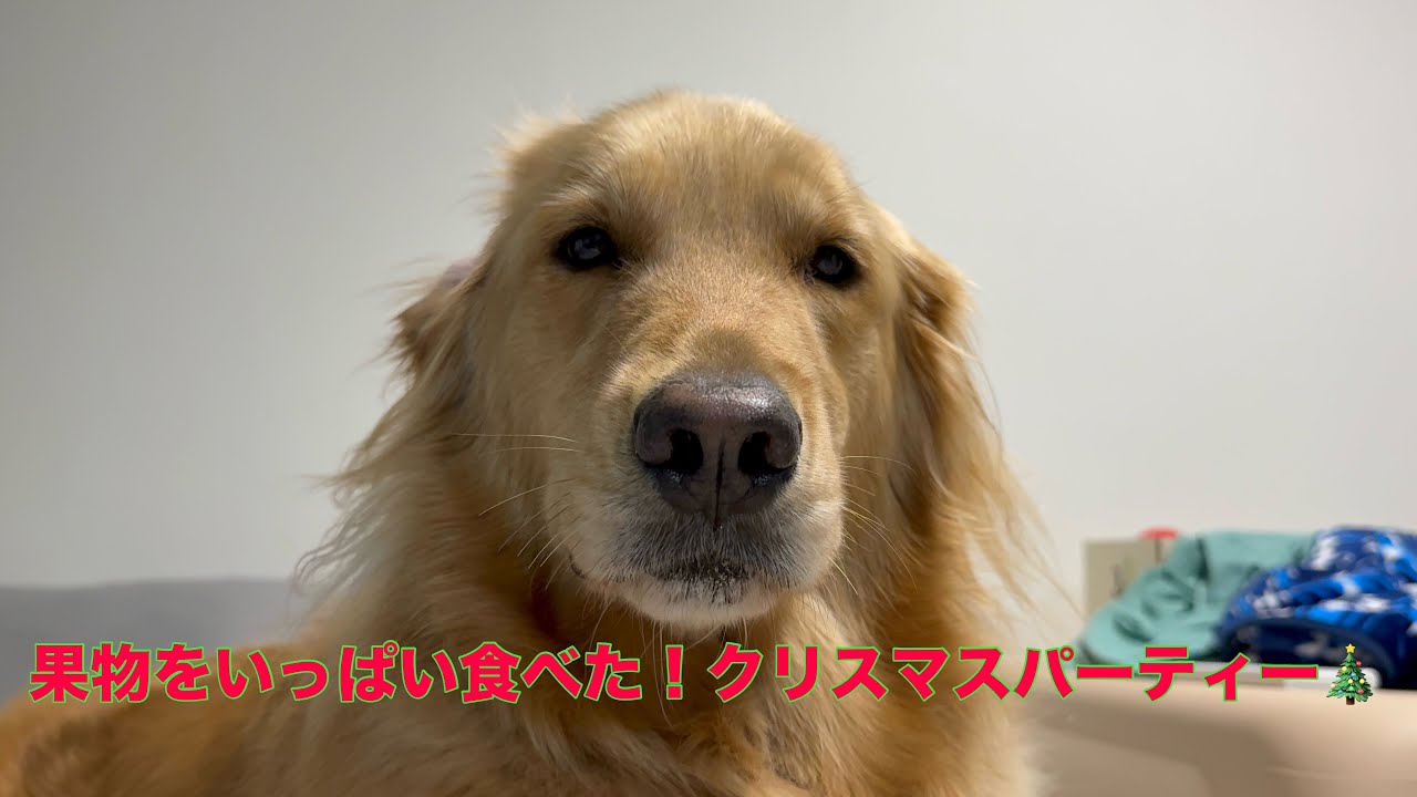 【Vlog】大好きな愛犬と最高のクリスマスパーティーした！！