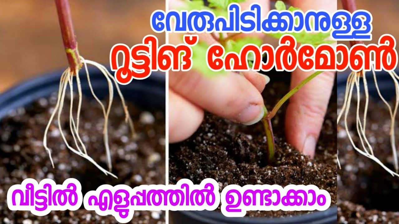 ചെടികൾക്ക് വേരു വരാൻ റൂട്ടിങ് ഹോർമോൺ ഉണ്ടാക്കാം എളുപ്പത്തിൽ|rooting hormone malayalam|rooting powder