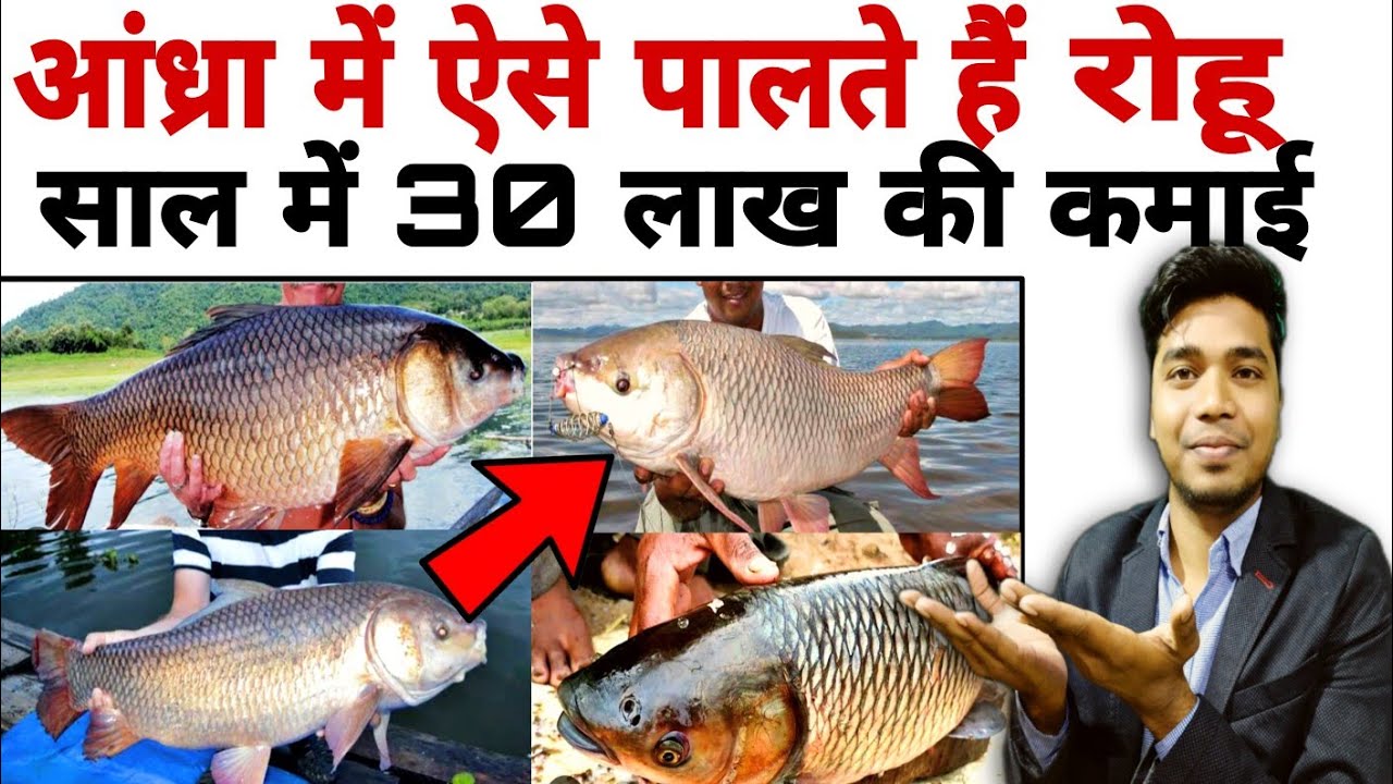 आंध्रा तरीके से रोहू (Rohu)मछली पालन🐟 || सालान कमाई 30 लाख रुपए || Rohu Fish Farming||