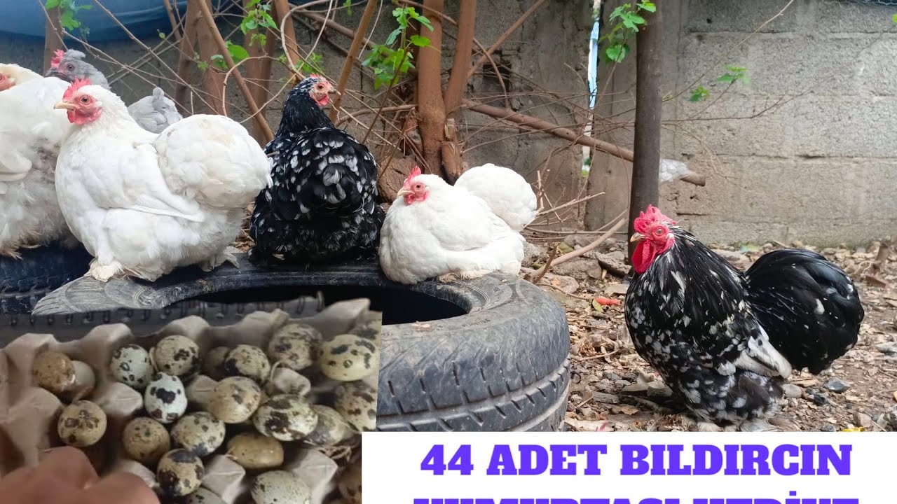 44 ADET BILDIRCIN YUMURTASI HEDİYE GELDİ | TEKSAS BILDIRCIN YUMURTASI