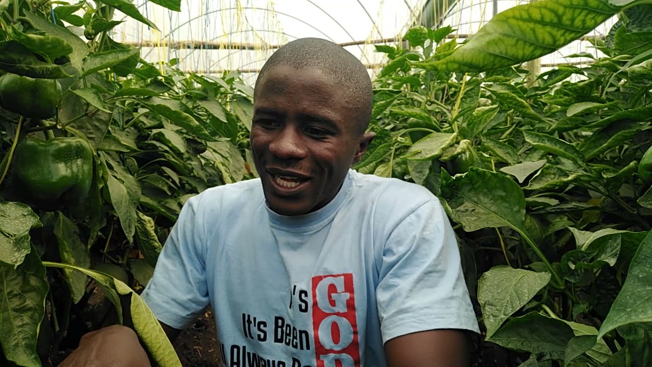 How to prune /train capsicum/pepper #Letsgrowtogether