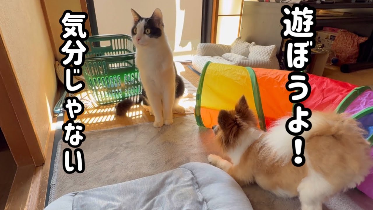 気分屋な犬と猫…？【保護猫】