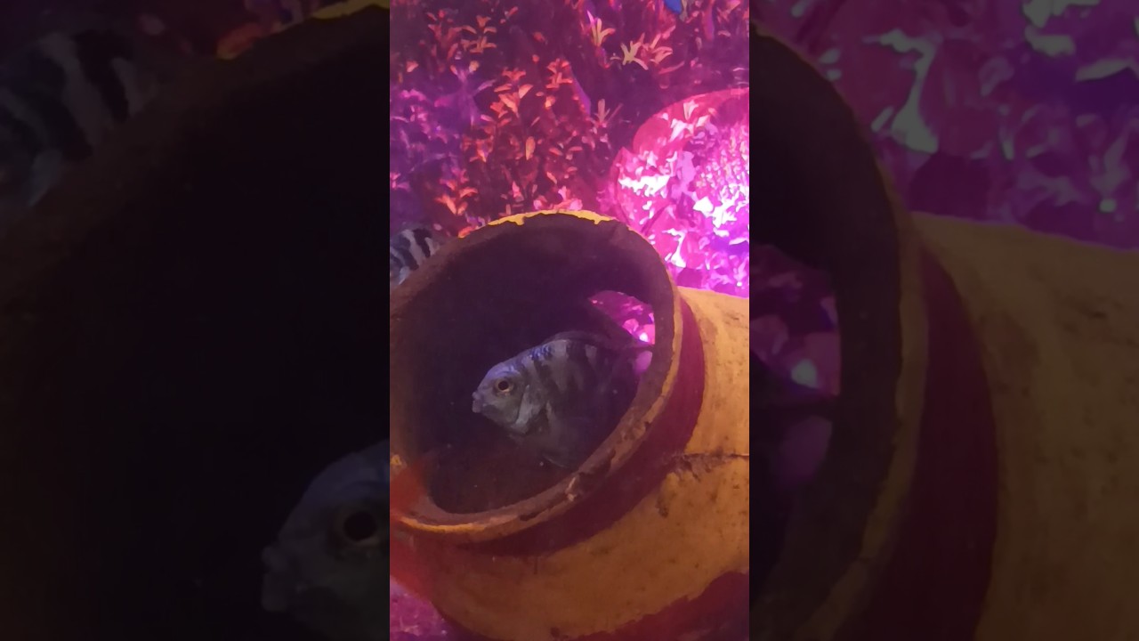 Fish 🐠 #fish #fishtank #aquarium #don #fishing #fishvlog #amazingfacts