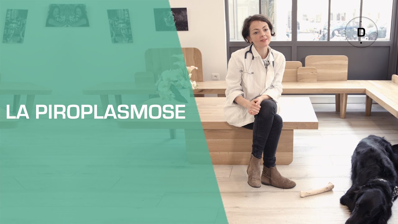 La piroplasmose - Animaux