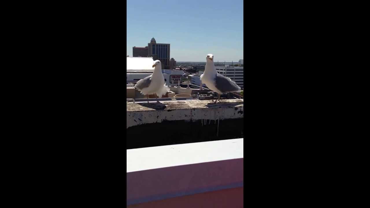 Jersey Shore annoying ass seagulls