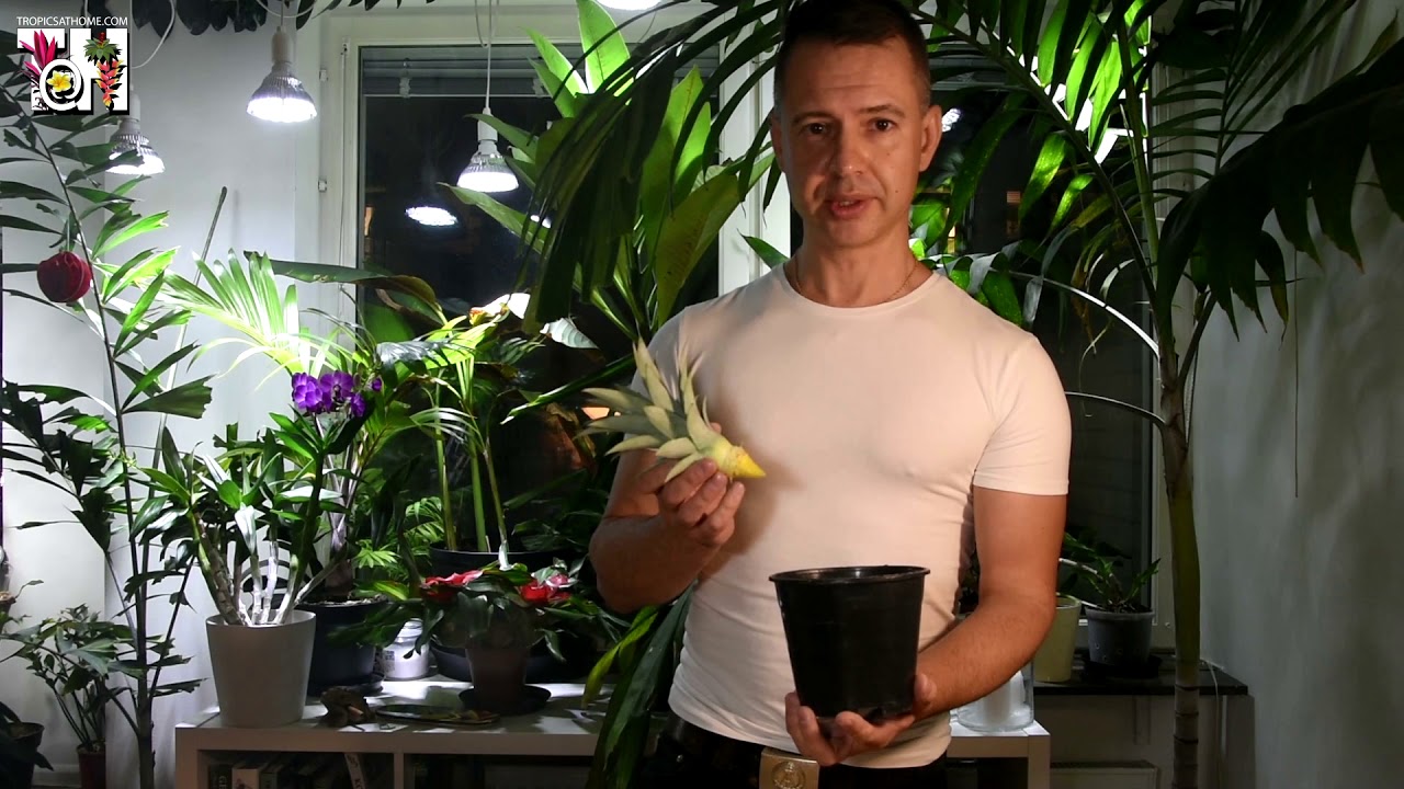 Growing own pineapples anywhere indoors