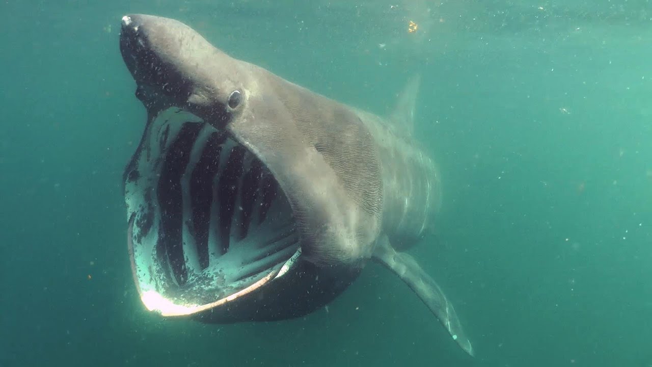 Basking Sharks and other wildlife in Western Scotland (Color banding of GH2 in gradients)