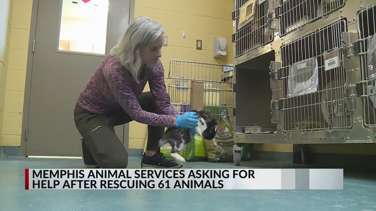 Memphis shelter rescues 61 animals, asks for help