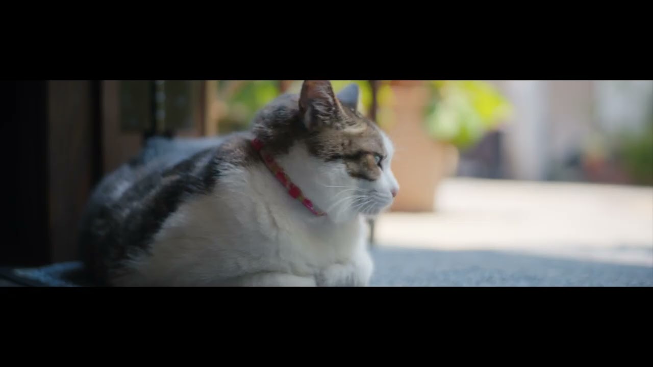 「猫に会える町」長崎_ダイジェスト版