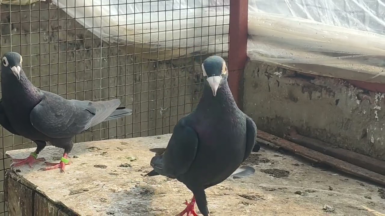 #pigeon #एंटीक आँखों में बेहतरीन काले कबूतरों की जोड़ #viral #outstanding #super #class 
