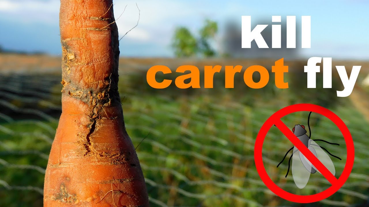 How To Kill And Prevent Carrot Fly | Save Your Carrots From Being Eaten!