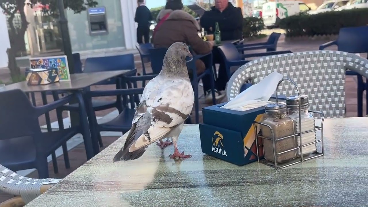 Pigeons " read the streets and remember people "/ Square birds in Spain 