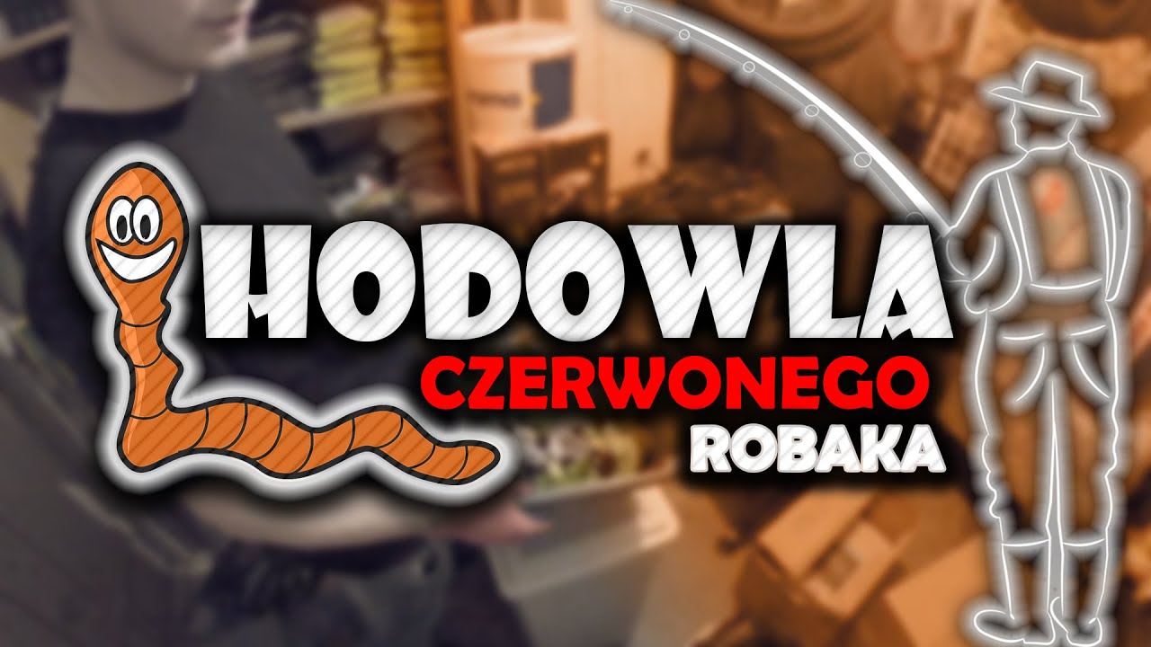 DARMOWA przynęta wędkarska | HODOWLA CZERWONYCH ROBAKÓW | KROK po KROKU