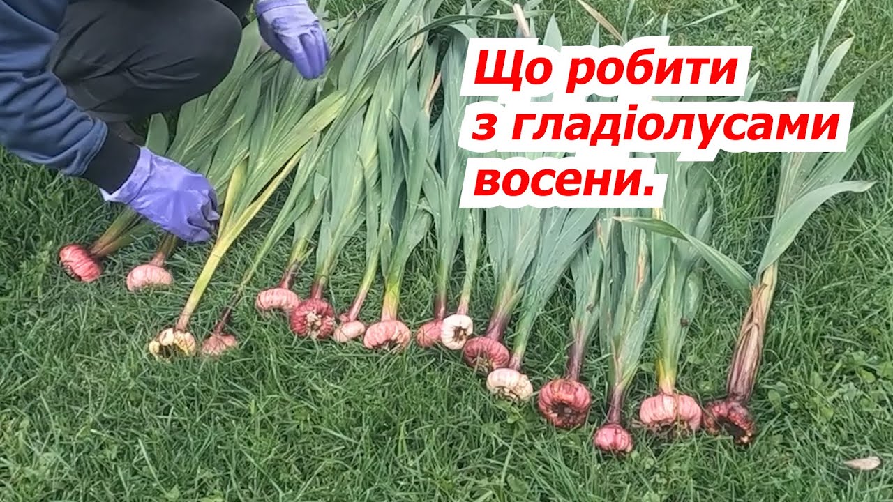 Викопуємо гладіолуси восени. Коли та як краще це зробити.