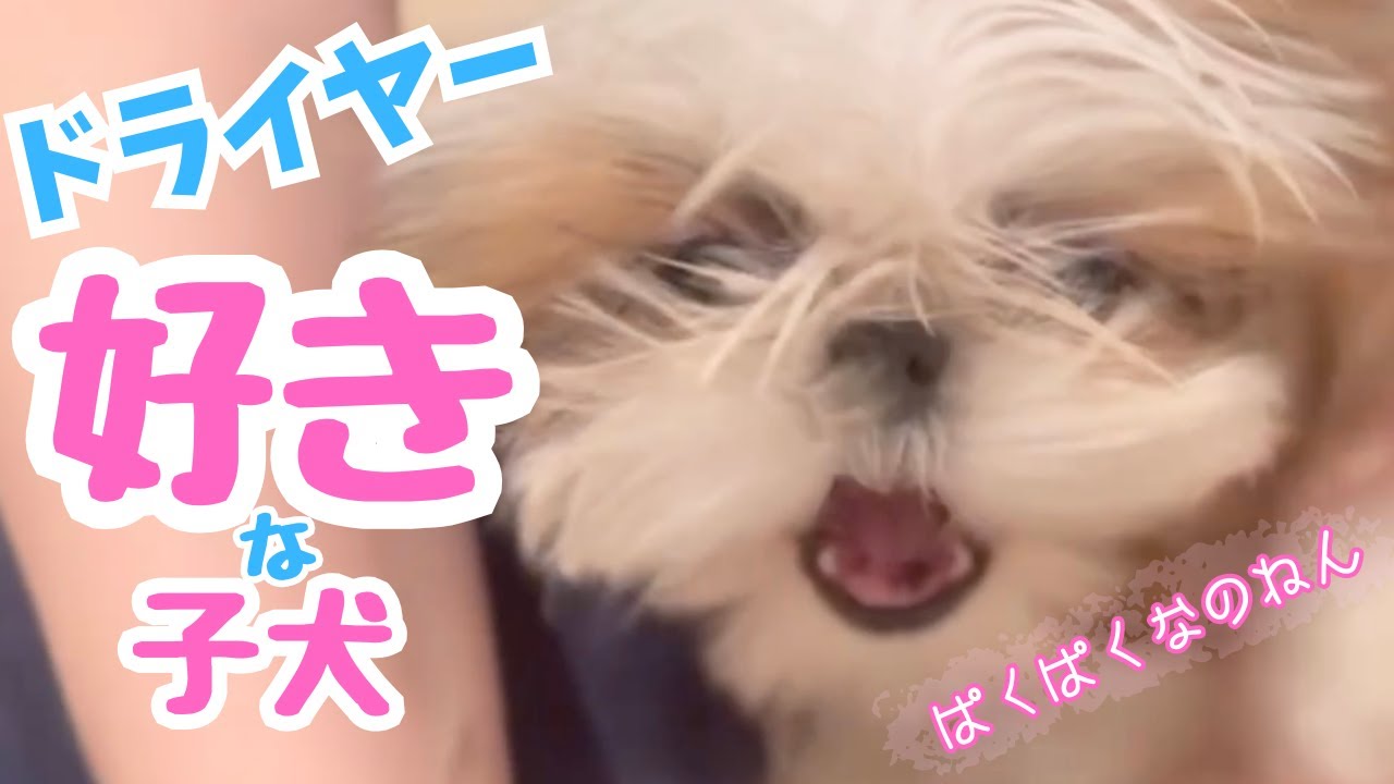 シャンプー中にまたしてもぷちハプニング【アテレコ】