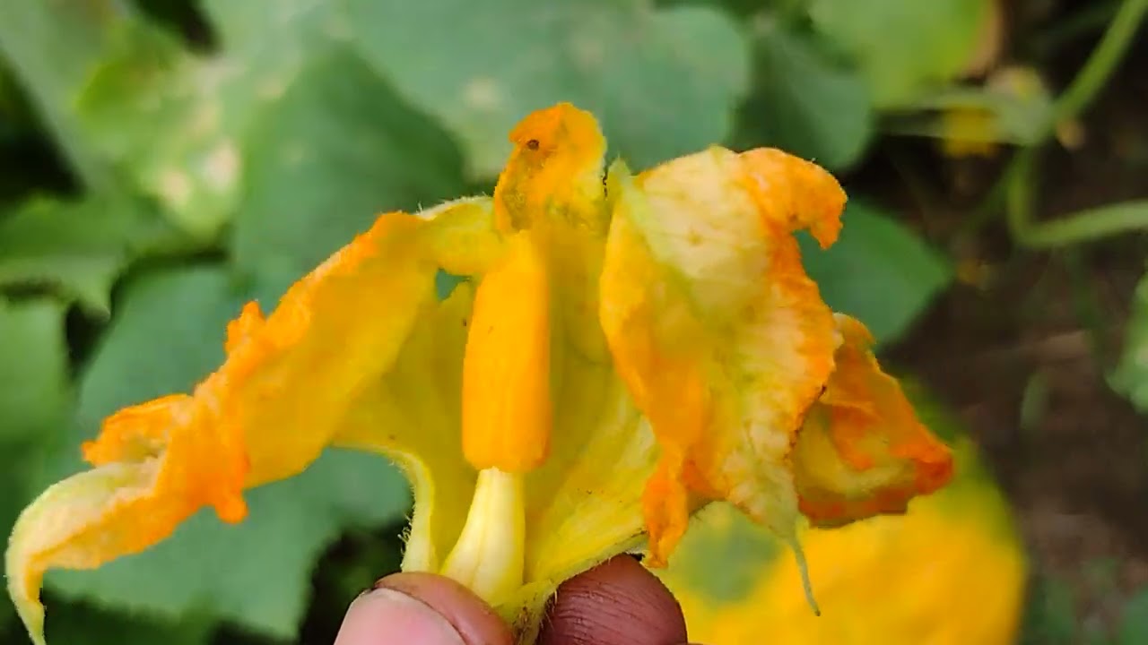 Squash (Big Orange Flowers) / Cucumber (Small Yellow Flowers) Both Edible for Many Great Recipes :)