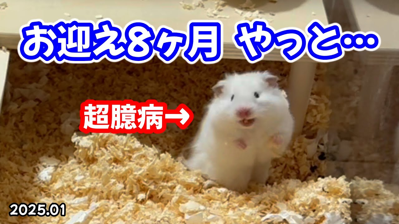 【ハムスター】威嚇に即帰宅！超臆病ハムスターのお迎え８ヶ月目の見た回数報告！