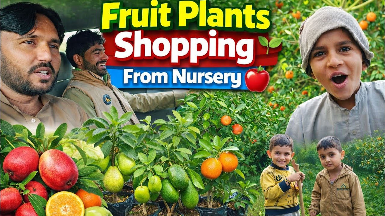 Fruit Plants Shopping From Nursery....!!
