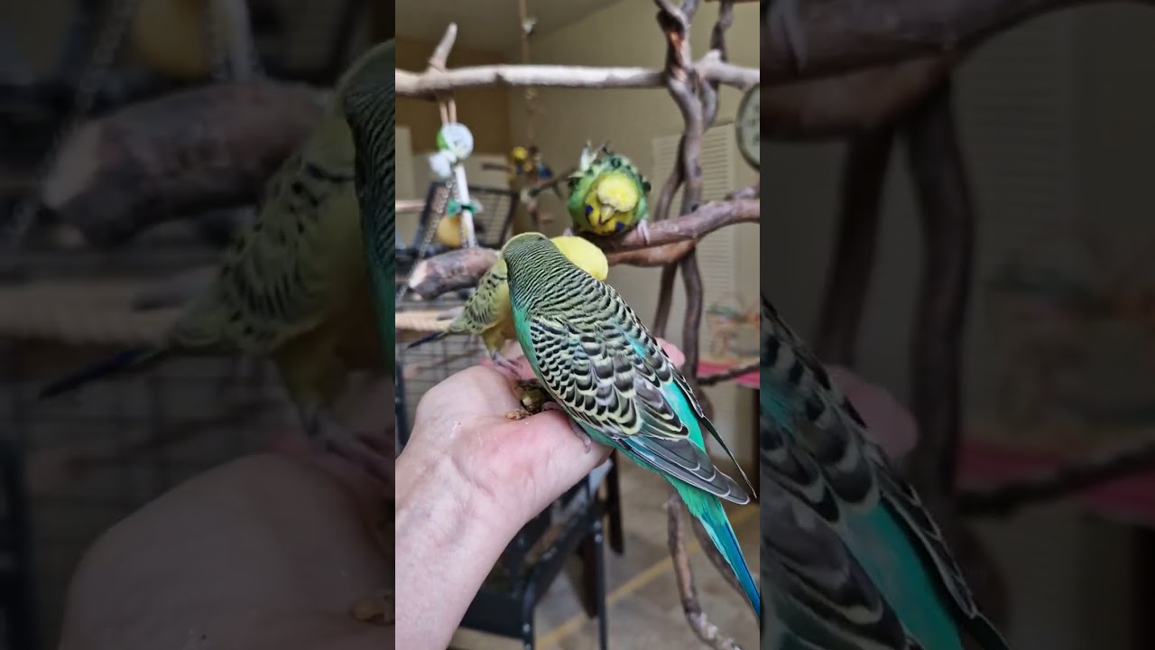 Gr&uuml;&szlig;e aus der Vogelschule mit &Uuml;berraschung