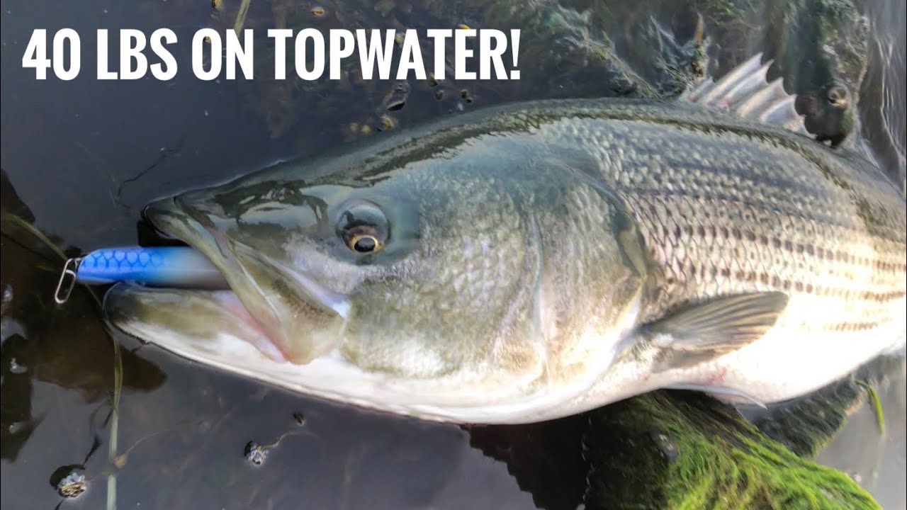 2020 Cape Cod Canal BIG Topwater Striped Bass!