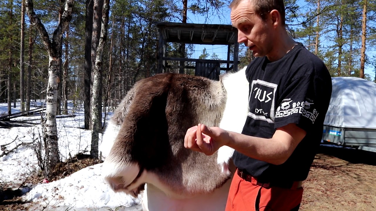 How to buy reindeer hide,skin,rug.